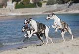 WHIPPET 217